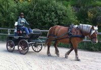 Attelage en simple avec un cheval Comtois